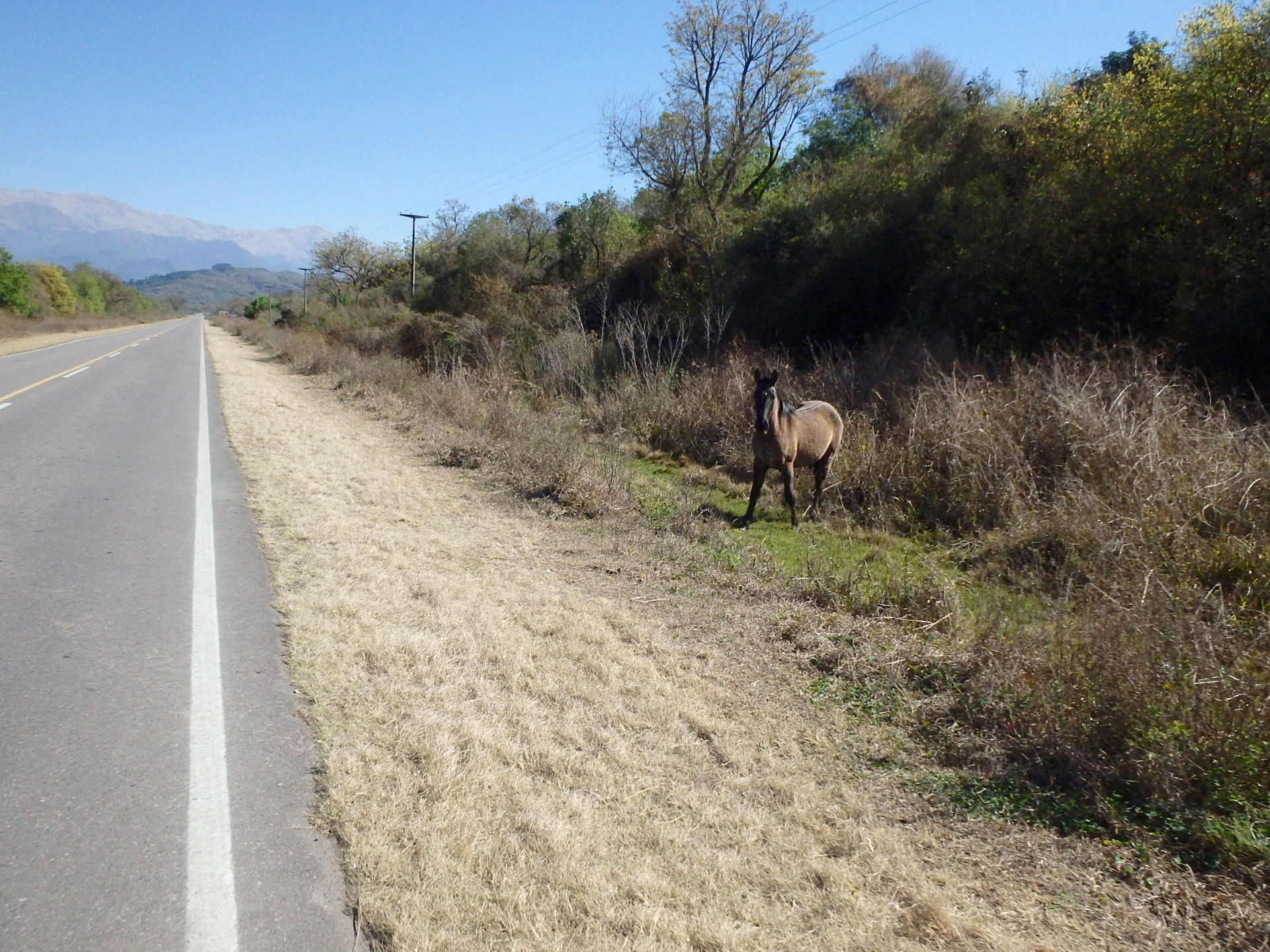 We spooked a free range horse.